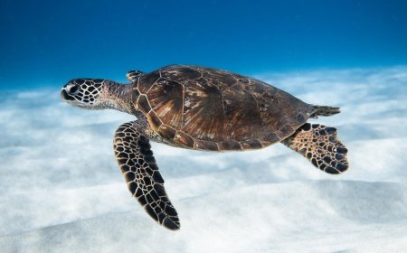 9 People Die After Eating Sea Turtle in Zanzibar
